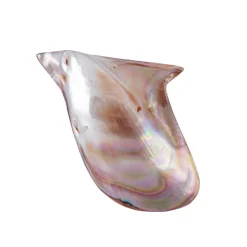 Abalone-Muschel (Bali Barong)