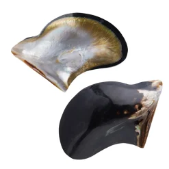 Abalone-Muschel (Bali Barong)