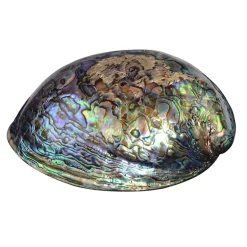 Abalone-Muschel-Schale